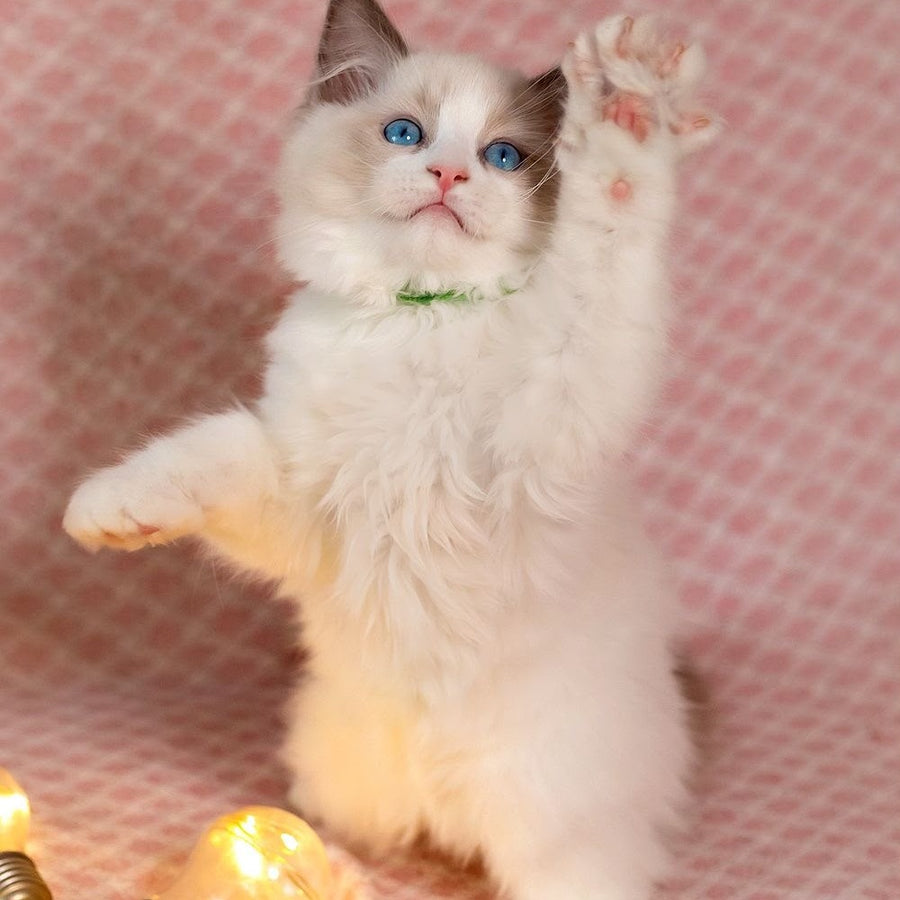 Lucas Ragdoll male, blue bicolour