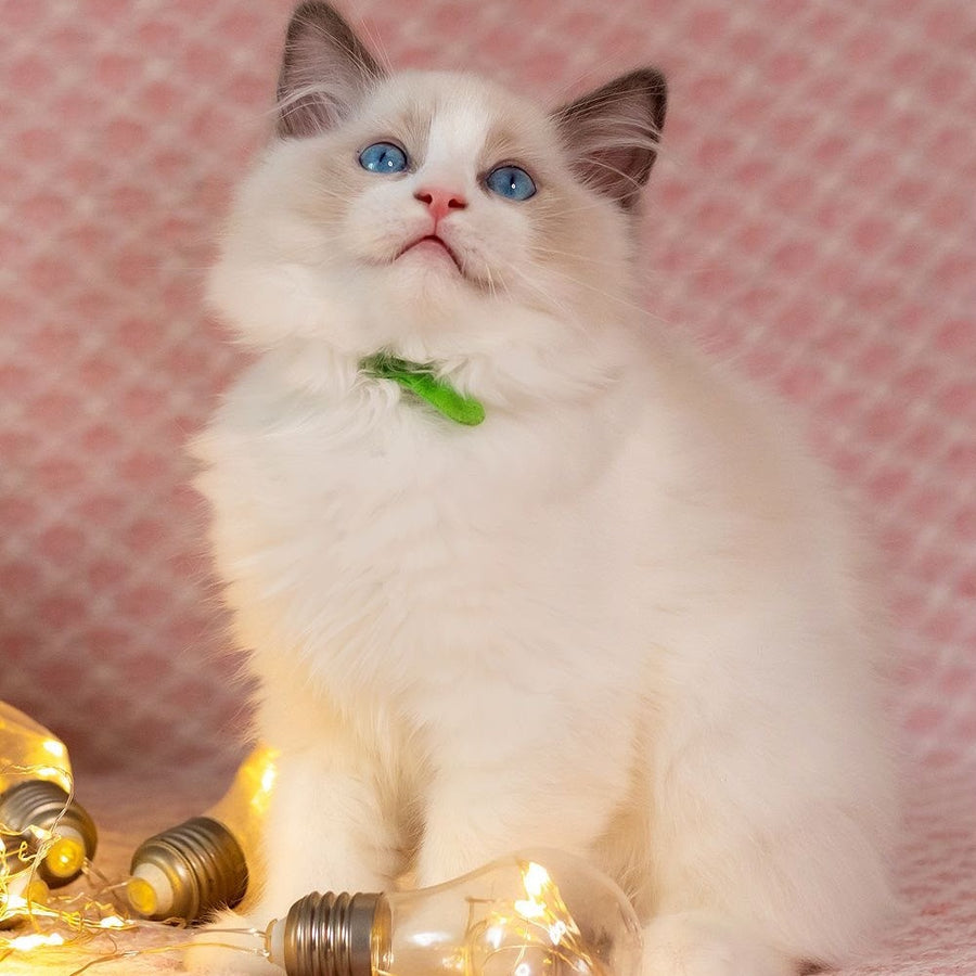 Lucas Ragdoll male, blue bicolour