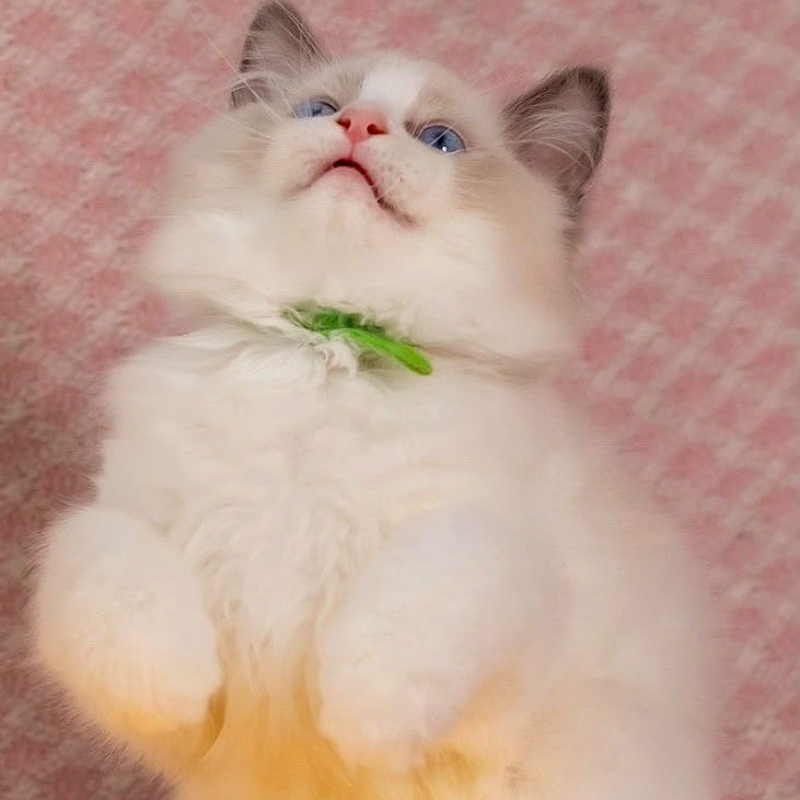 Lucas Ragdoll male, blue bicolour