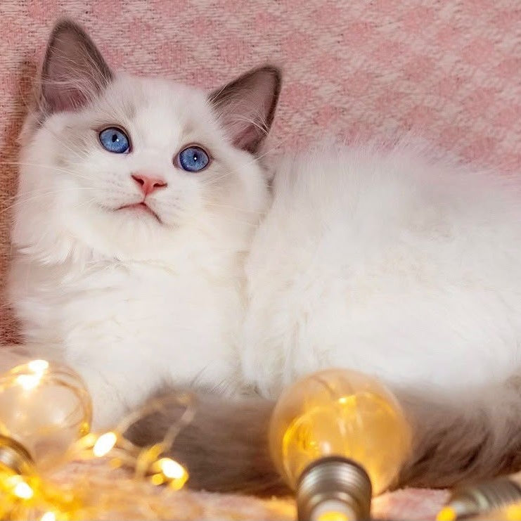 Lord Ragdoll male, blue bicolour