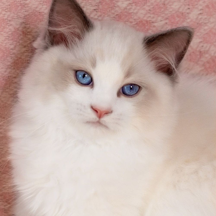 Lord Ragdoll male, blue bicolour