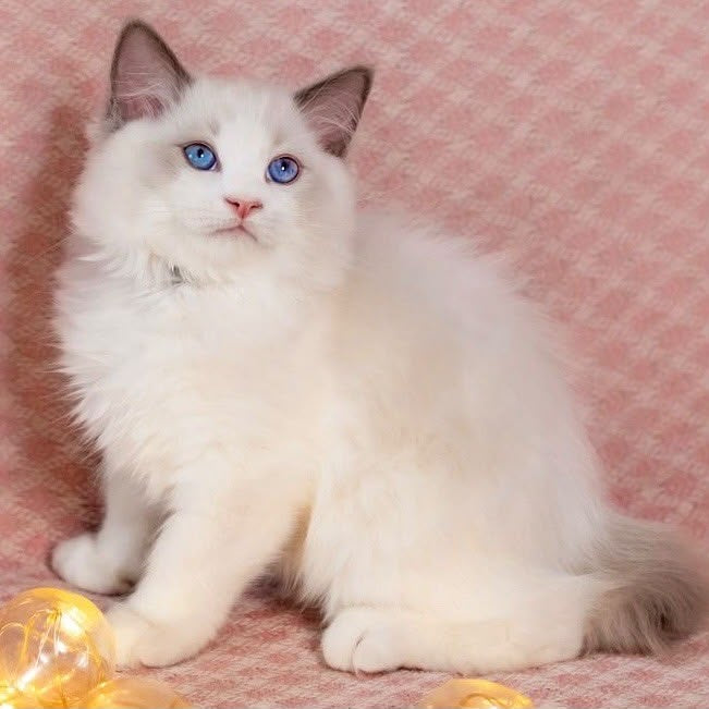 Lord Ragdoll male, blue bicolour