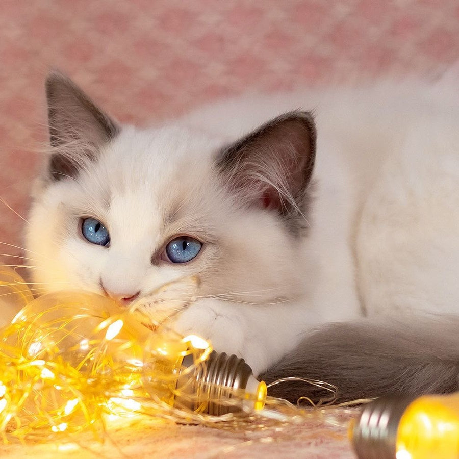 Lord Ragdoll male, blue bicolour
