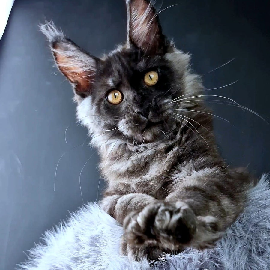 King Lion Maine Coon male, black silver