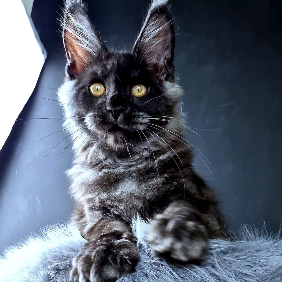 King Lion Maine Coon male, black silver