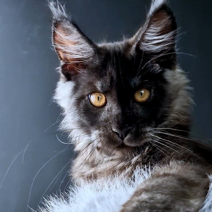 King Lion Maine Coon male, black silver