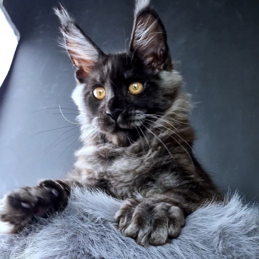King Lion Maine Coon male, black silver