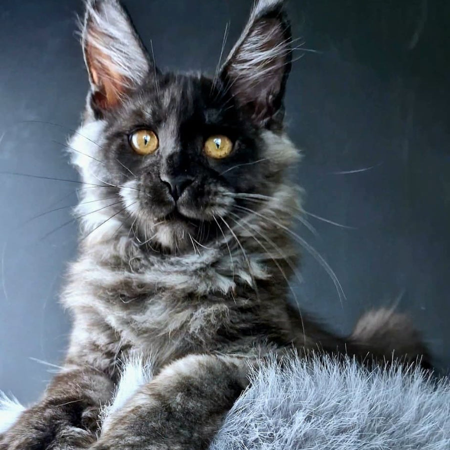 King Lion Maine Coon male, black silver