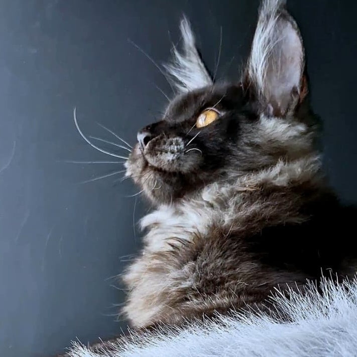 King Lion Maine Coon male, black silver