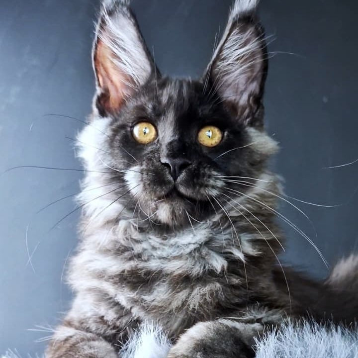 King Lion Maine Coon male, black silver