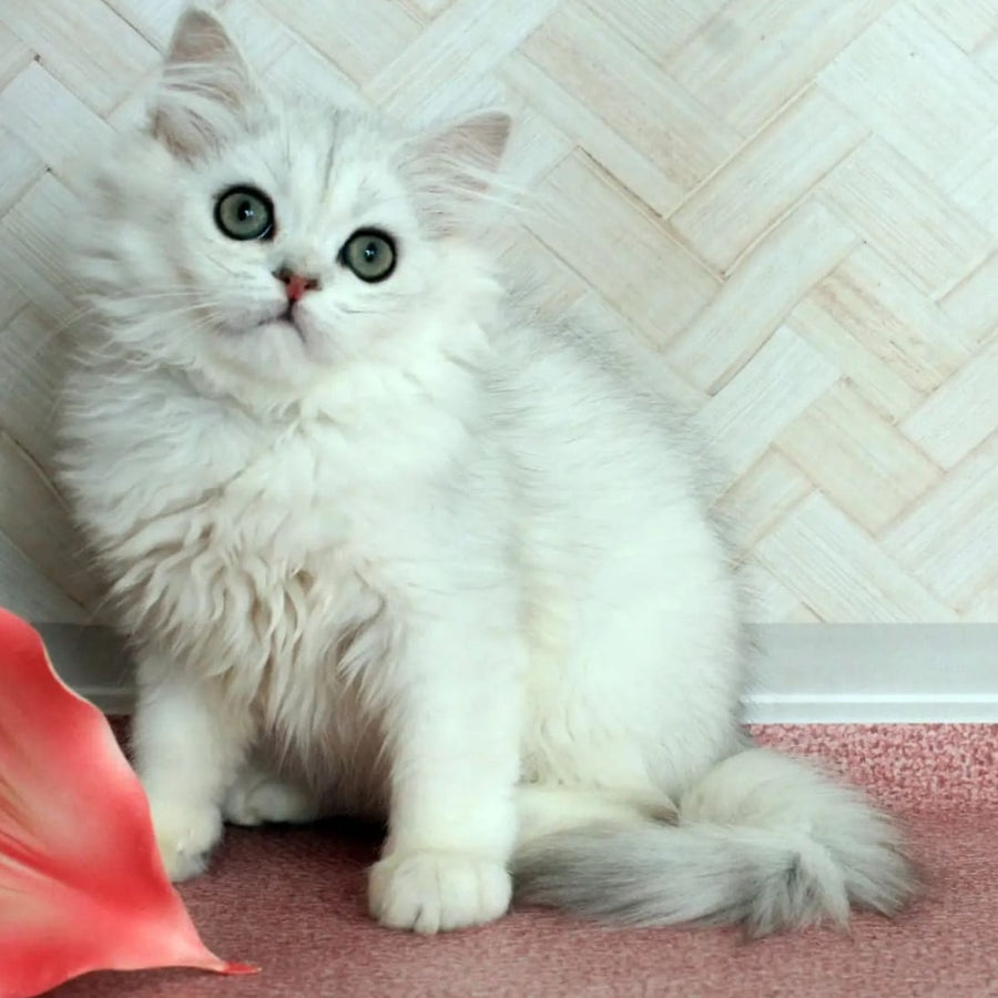 Arabic British Longhair male, black silver shaded