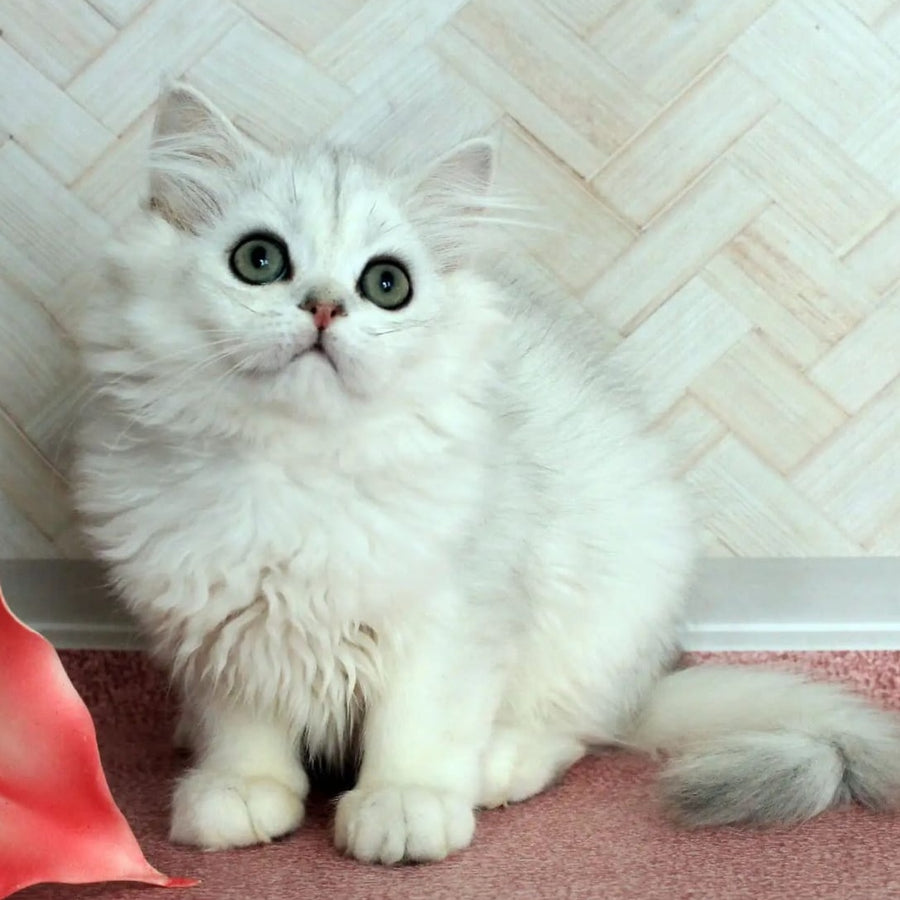 Arabic British Longhair male, black silver shaded