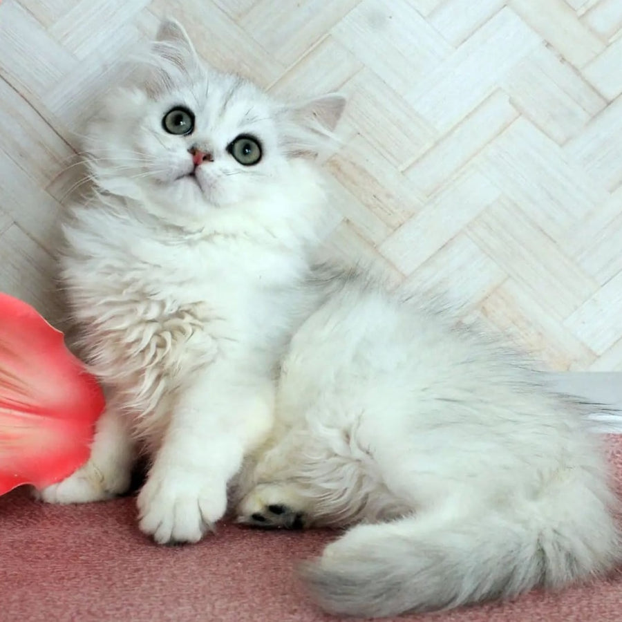 Arabic British Longhair male, black silver shaded