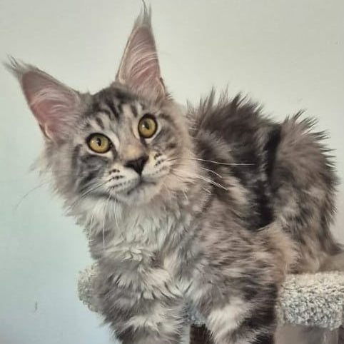 Amelia Maine Coon polydactyl 6x6x6x6 female, black silver tabby