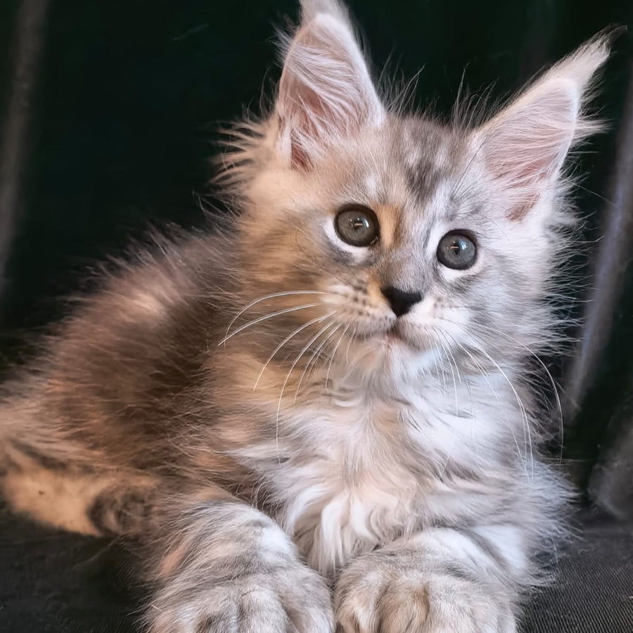 Olesia Maine Coon polydactyl 6x6x6x6 female, black silver tabby