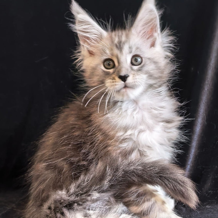 Olesia Maine Coon polydactyl 6x6x6x6 female, black silver tabby
