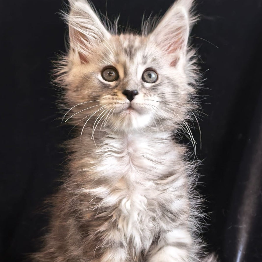 Olesia Maine Coon polydactyl 6x6x6x6 female, black silver tabby