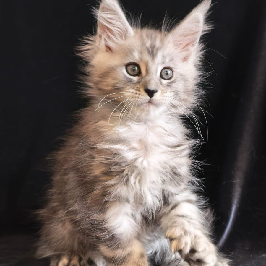 Olesia Maine Coon polydactyl 6x6x6x6 female, black silver tabby