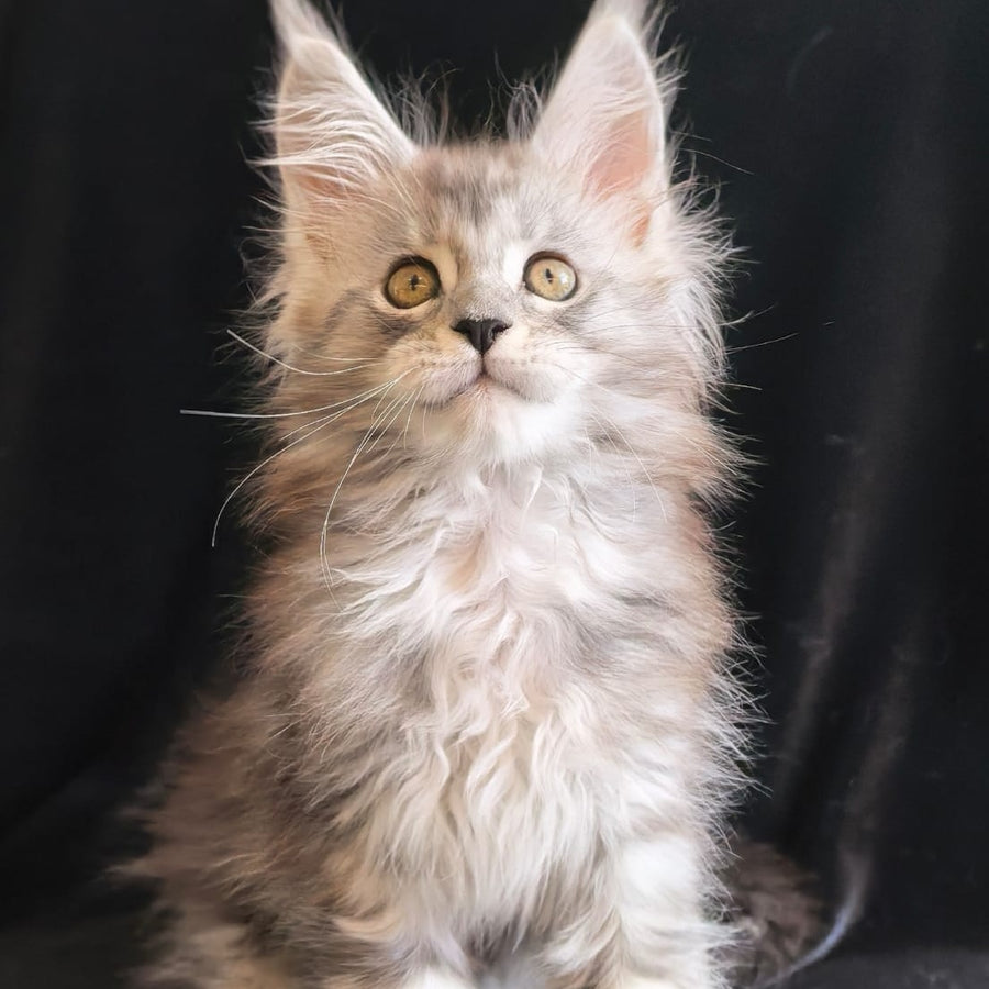 Olga Maine Coon polydactyl 6x6x6x6 female, black silver tabby