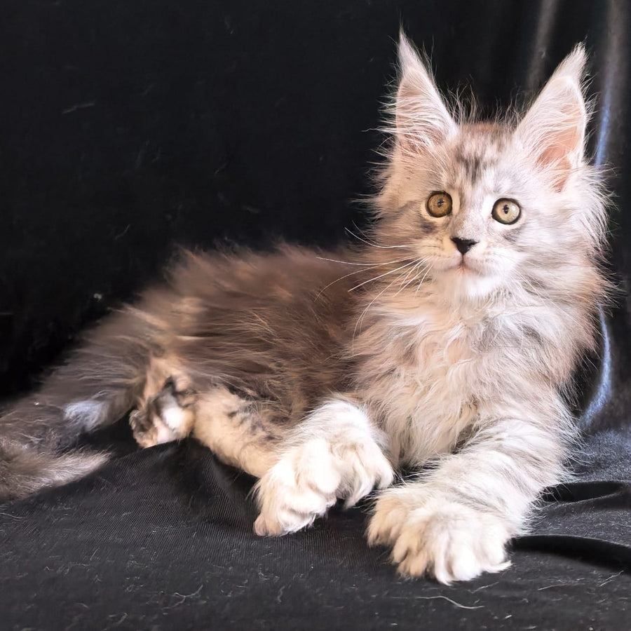 Olga Maine Coon polydactyl 6x6x6x6 female, black silver tabby