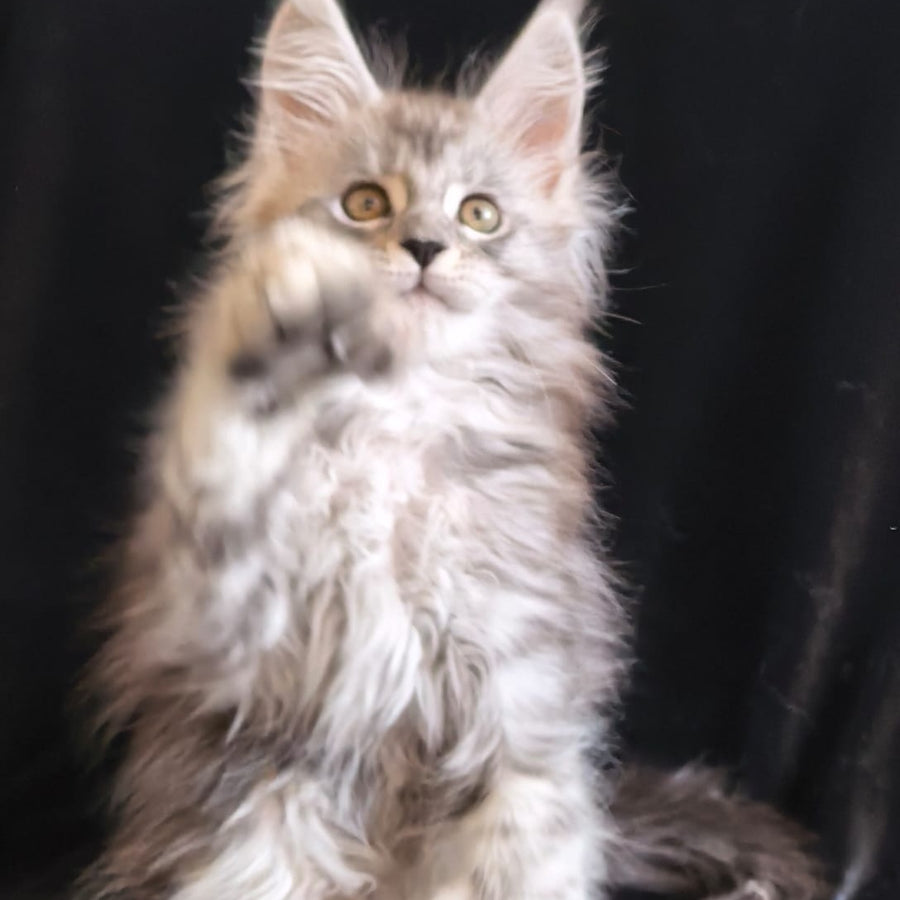 Olga Maine Coon polydactyl 6x6x6x6 female, black silver tabby