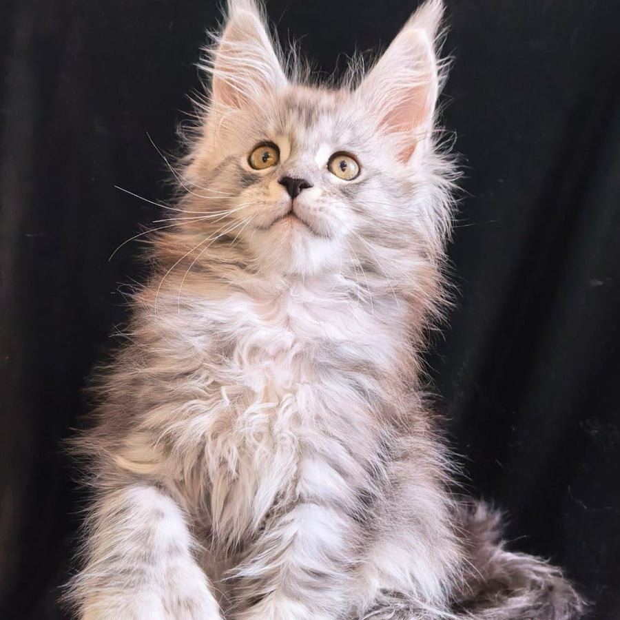 Olga Maine Coon polydactyl 6x6x6x6 female, black silver tabby