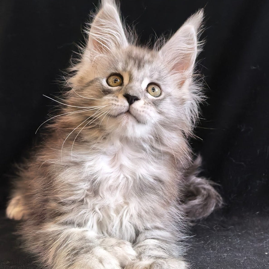 Olga Maine Coon polydactyl 6x6x6x6 female, black silver tabby