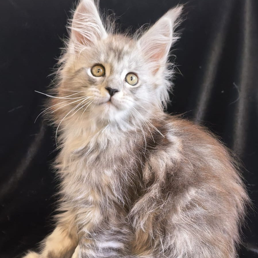 Olga Maine Coon polydactyl 6x6x6x6 female, black silver tabby
