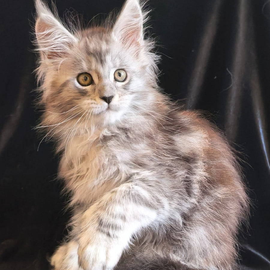 Olga Maine Coon polydactyl 6x6x6x6 female, black silver tabby