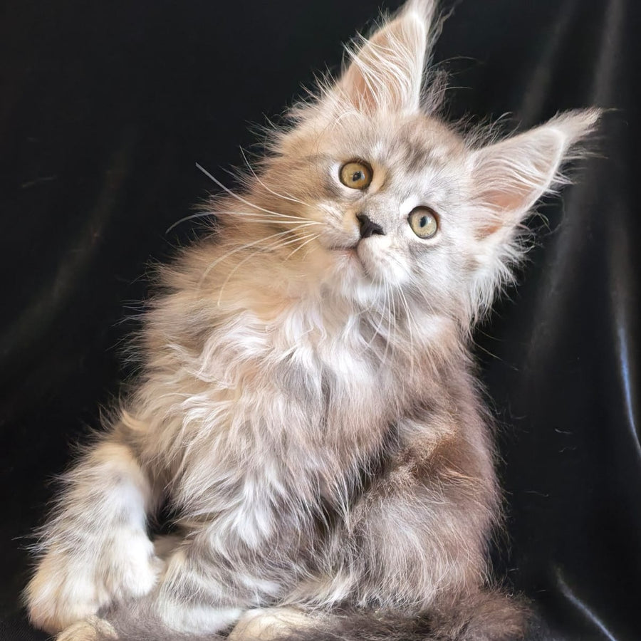 Olga Maine Coon polydactyl 6x6x6x6 female, black silver tabby