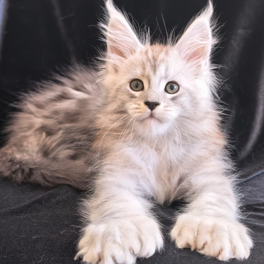 Olaf Maine Coon polydactyl 6x6x6x6 male, black silver tabby