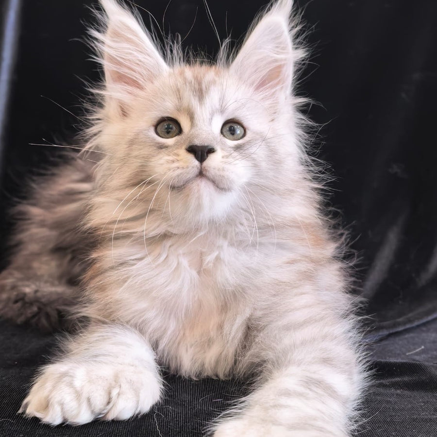 Olaf Maine Coon polydactyl 6x6x6x6 male, black silver tabby