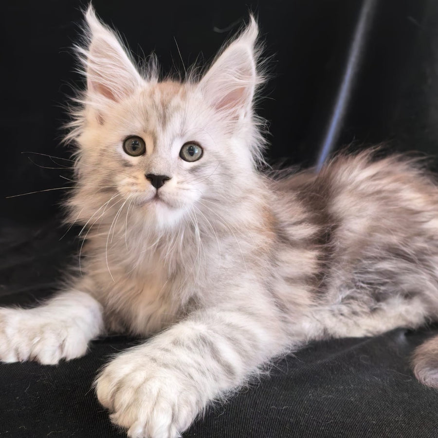 Olaf Maine Coon polydactyl 6x6x6x6 male, black silver tabby