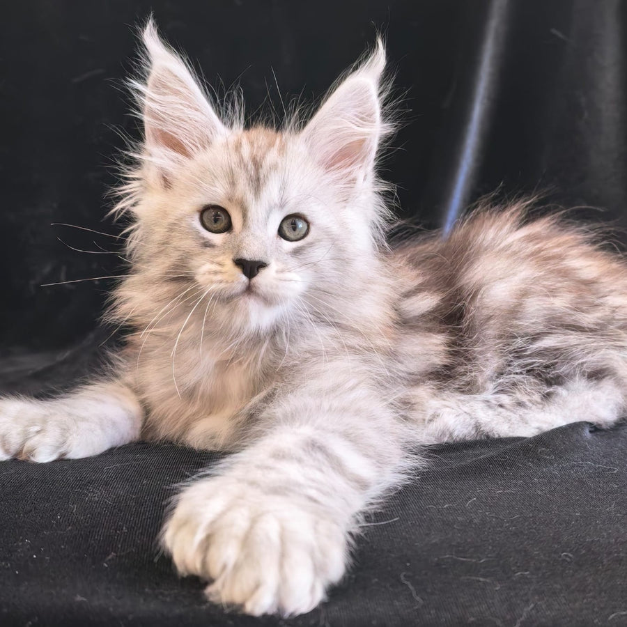 Olaf Maine Coon polydactyl 6x6x6x6 male, black silver tabby