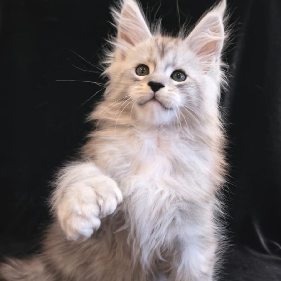 Olaf Maine Coon polydactyl 6x6x6x6 male, black silver tabby