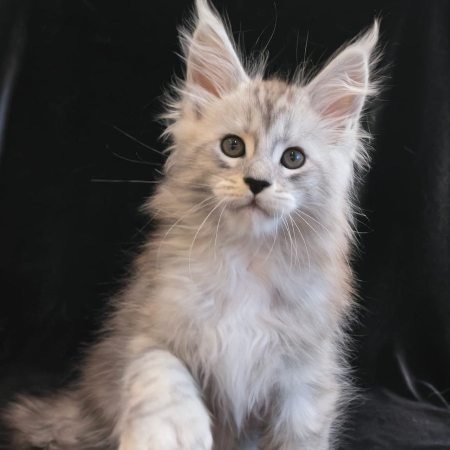 Olaf Maine Coon polydactyl 6x6x6x6 male, black silver tabby