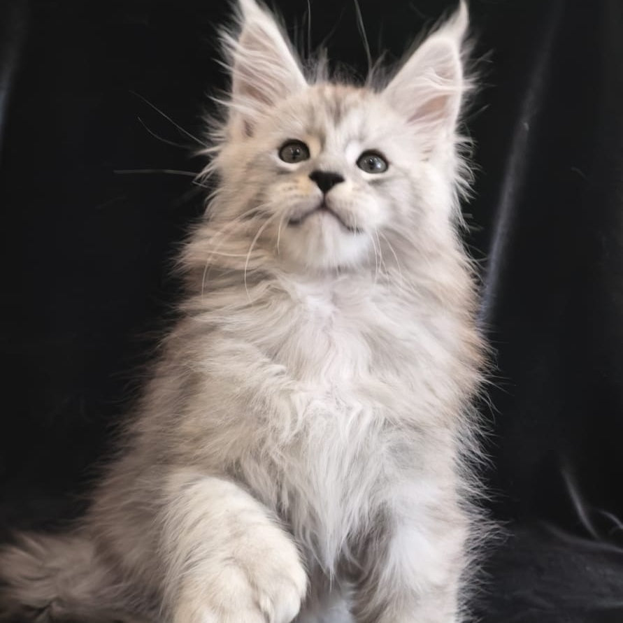 Olaf Maine Coon polydactyl 6x6x6x6 male, black silver tabby