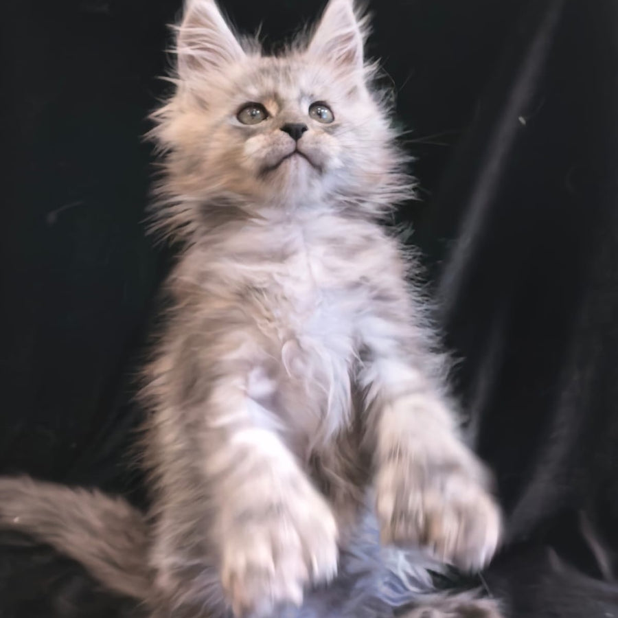 Odry Maine Coon polydactyl 6x6x6x6 female, black silver