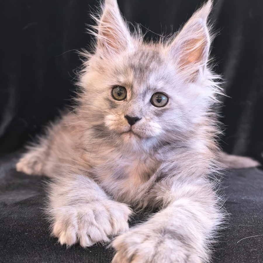 Odry Maine Coon polydactyl 6x6x6x6 female, black silver