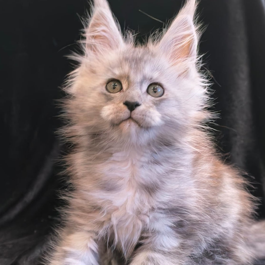 Odry Maine Coon polydactyl 6x6x6x6 female, black silver