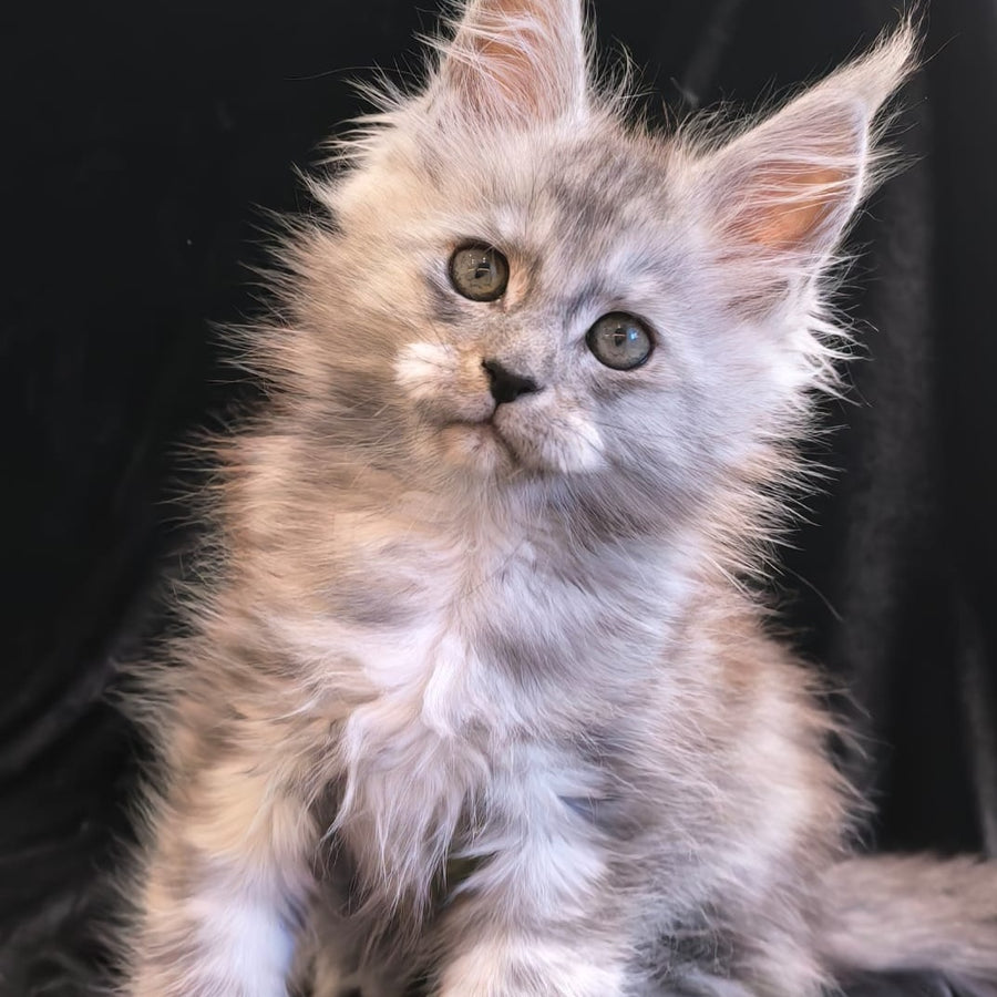 Odry Maine Coon polydactyl 6x6x6x6 female, black silver
