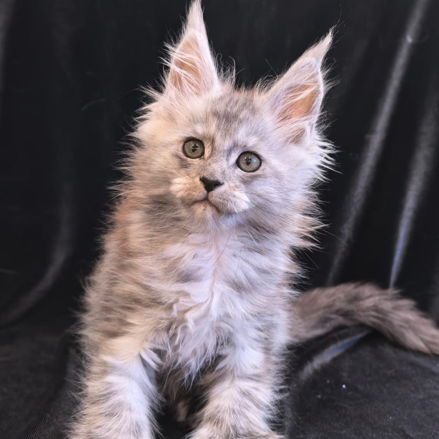 Odry Maine Coon polydactyl 6x6x6x6 female, black silver