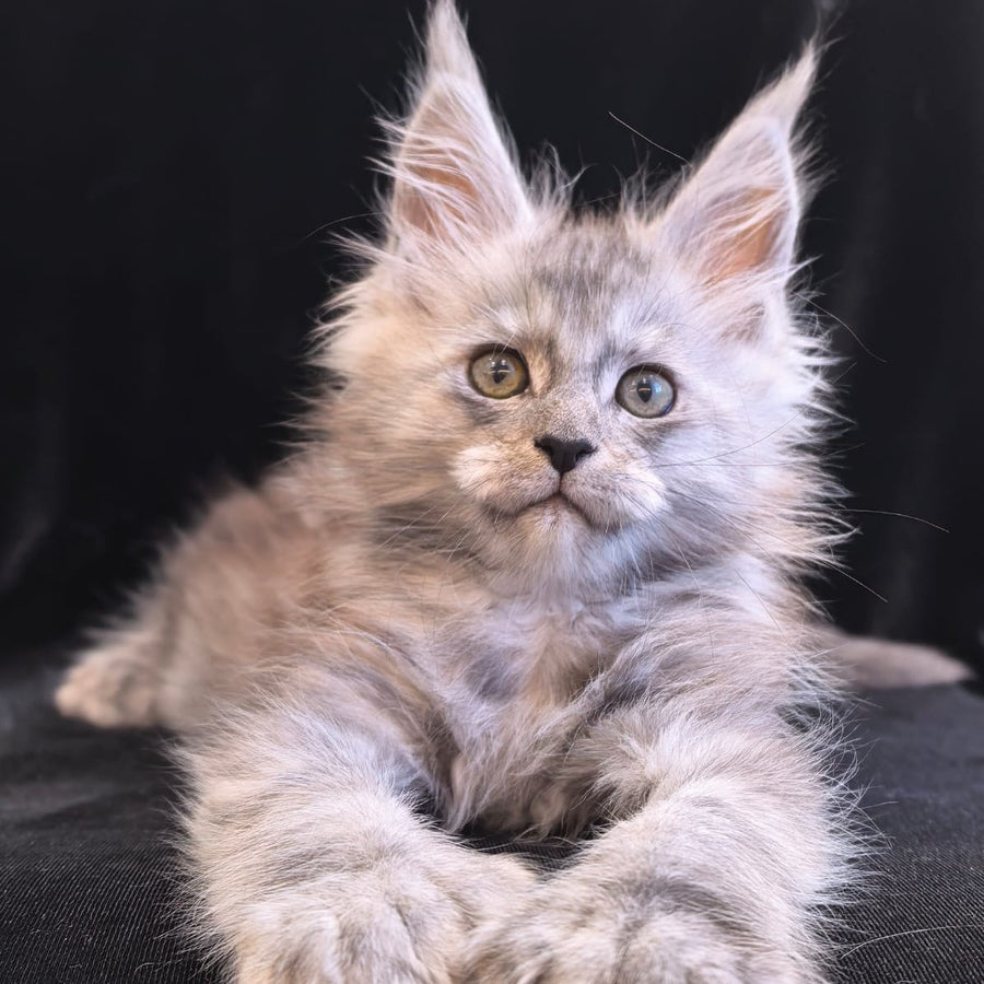 Odry Maine Coon polydactyl 6x6x6x6 female, black silver