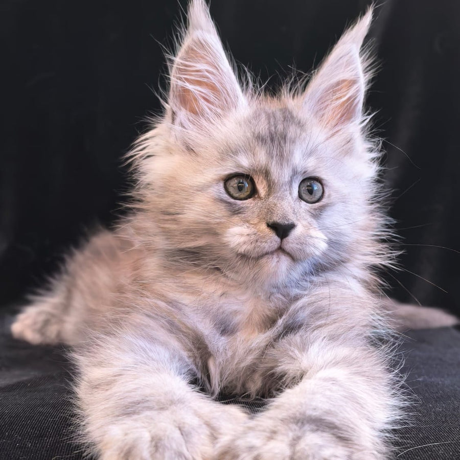 Odry Maine Coon polydactyl 6x6x6x6 female, black silver