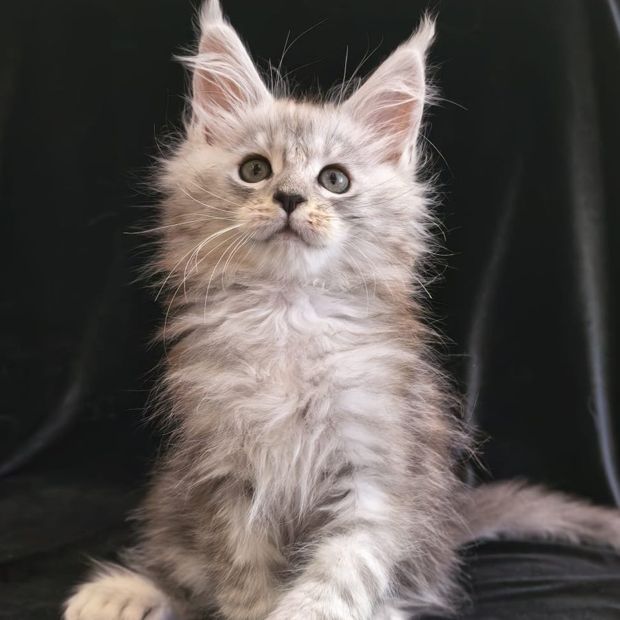 Olivka Maine Coon polydactyl 6x6x6x6 female, black silver tabby