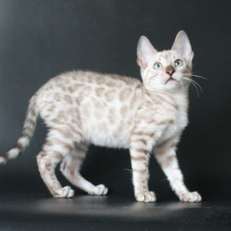 Alex Bengal male, black spotted tabby pointed