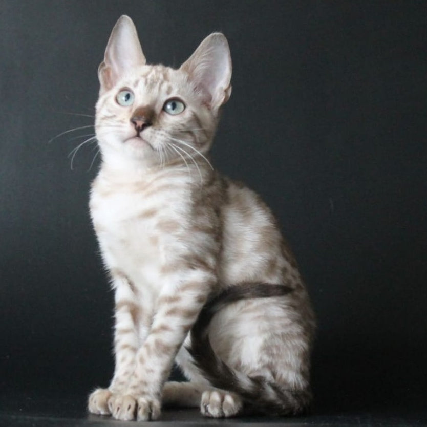 Alex Bengal male, black spotted tabby pointed