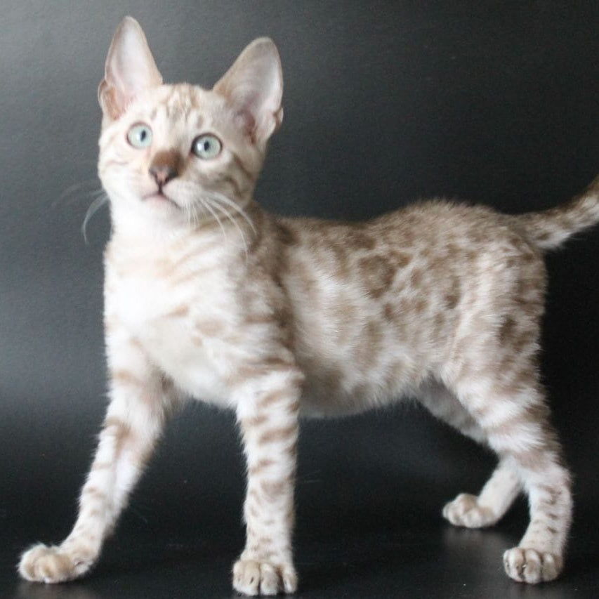 Alex Bengal male, black spotted tabby pointed