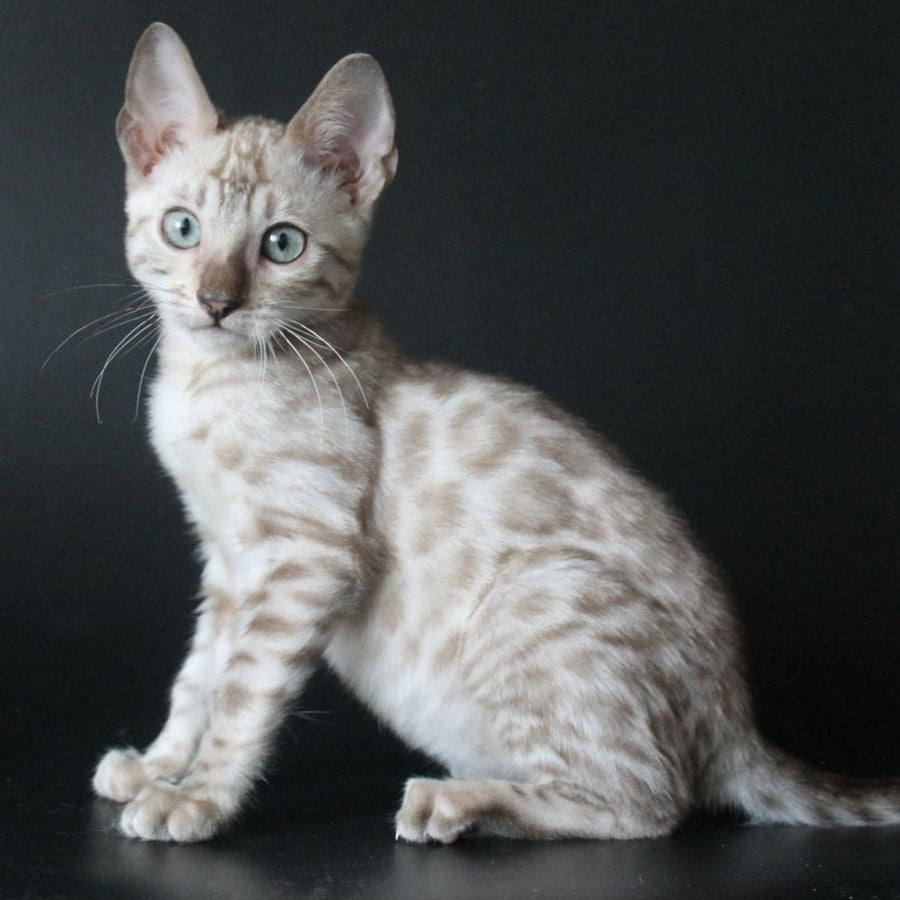 Alex Bengal male, black spotted tabby pointed