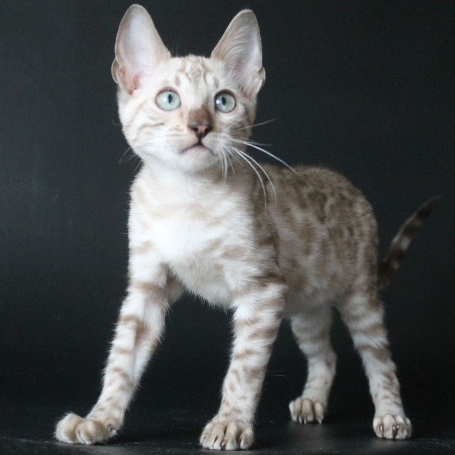 Alex Bengal male, black spotted tabby pointed